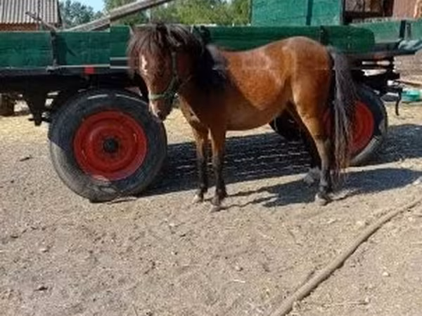 Madyan, Atlar — Macarıstan