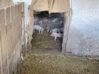 Locha, Świnie — zdjęcie 5