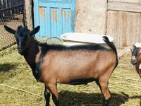 Jarac, Nubian Goat — fotografija 2