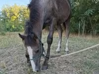 Cavalo, Cavalos — foto 1