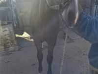 母马, Horses — 照片 1