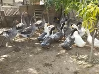 Ducks — fotografija 1
