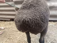 Ovca, Saryarka sheep — fotografija 3