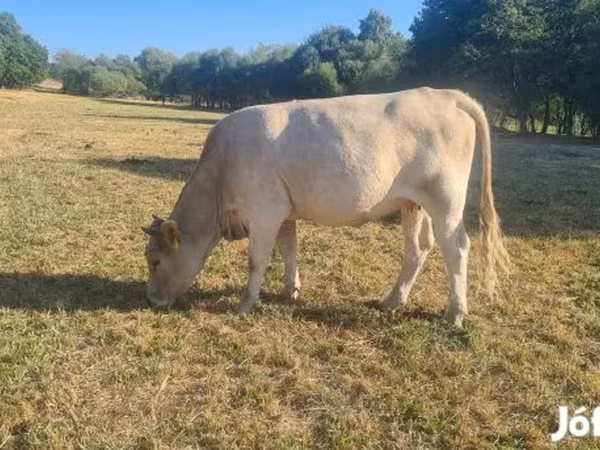 Krava, Simmental cattle