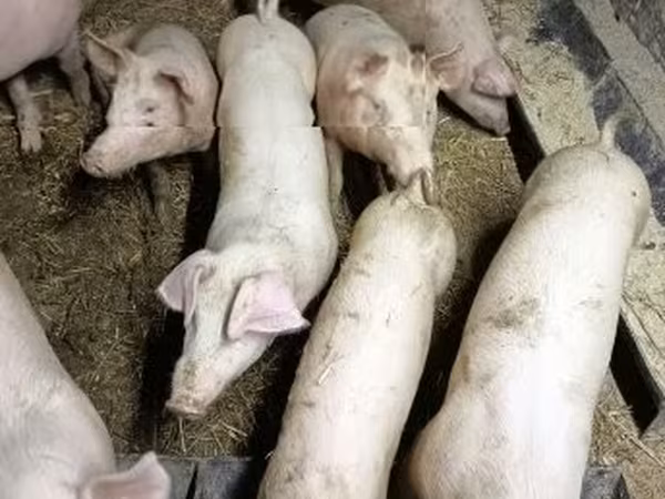 Verro, Крупная белая
