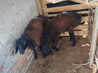 Ovan, Rhon sheep — fotografija 1