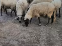 Oveja, Tsigai sheep — foto 3