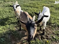 母山羊, Goats — 照片 1