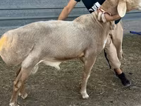 Qoç, Edilbay sheep — foto 4