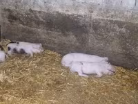 Pigs (batch, sex not specified), Pigs — photo 7