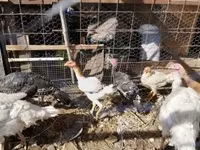 Turkeys — foto 4