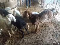 Baran, Rhon sheep — zdjęcie 3