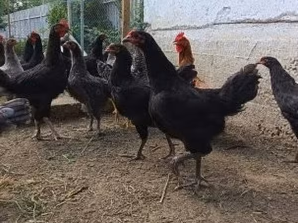 Chickens — Węgry