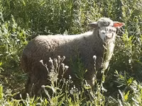 Ovan, Merino sheep — fotografija 7