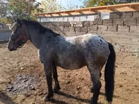 Aygʻir, Appaloosa — 2-rasm
