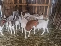 雄ヤギ, Boer goat — 写真 3
