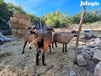 Schaf, Cameroon sheep — Foto 2