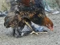 Brahma — foto 7