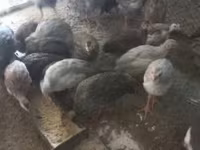 Guinea fowl — photo 1