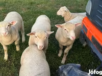 Schaf, Ile-de-France sheep — Foto 3