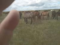 Koń, Konie — zdjęcie 1