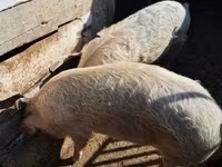 Sow, Pigs — photo 1
