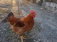Chickens — foto 8