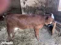 Cow, Limousin cow — photo 1