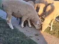 雄羊, Ile-de-France sheep — 写真 5