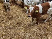 公牛, Limousin cow — 照片 4