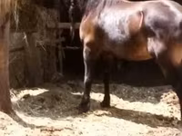 Jument, Chevaux — photo 3