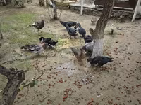 Ducks — zdjęcie 6