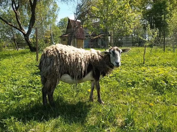 Koza, Kejobong goat