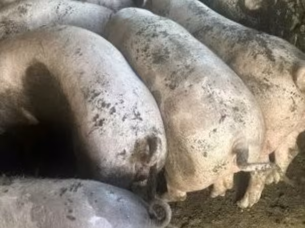 Locha, Świnie — Węgry