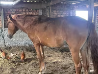 Kobila, Kazakh horse — fotografija 1