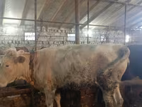 Bull, Cattle — photo 1