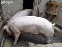 خنزيرة, Дюрок — الصورة 2