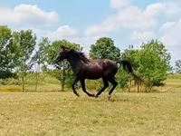 雄馬, American paint horse — 写真 1