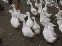 Amerykański Pekin — zdjęcie 7