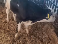 ثور, Simmental cattle — الصورة 1