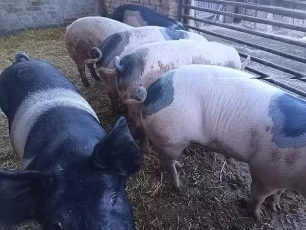 Porcs (lot, sexe non indiqué), Porcs