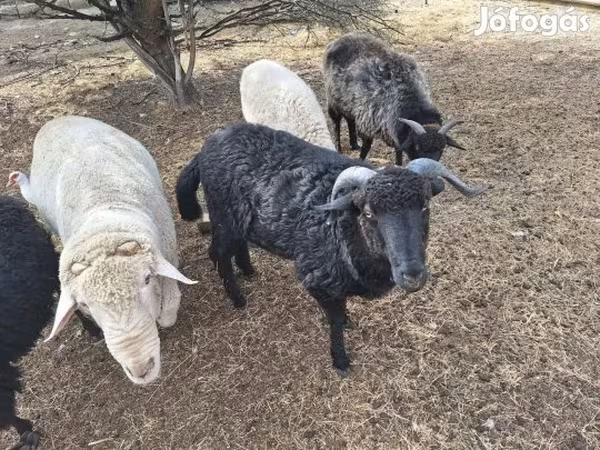 كبش, Merino sheep