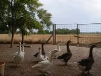 Geese — zdjęcie 1