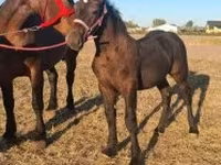 Caballo, Percheron — foto 2