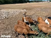 Ovan, Cameroon sheep — fotografija 6
