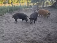 Eber, Schweine — Foto 3