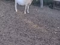 Billy Goat, Goats — photo 4
