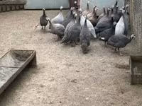 Guinea fowl — fotografija 1