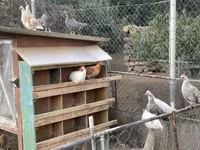 Turkeys — foto 2