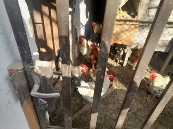 Chickens — Hongrie